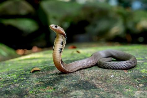 香港眼鏡蛇|中華眼鏡蛇/飯鏟頭 — HongKongSnakeID.com